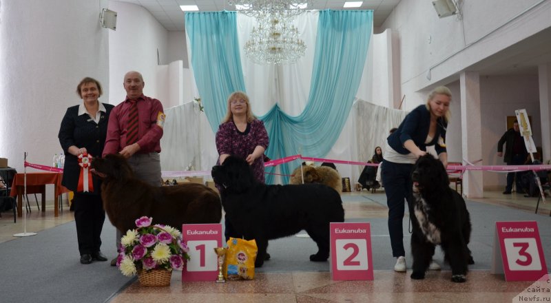 Фото: ньюфаундленд Ханни для Вятских Медведей (Hanni dlya Vyatskikh Medvedey), ньюфаундленд Никита Богатырь Империи (Nikita Bogatyr Imperii)