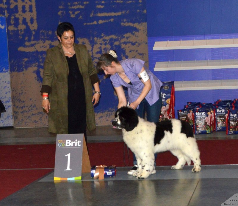 Фотография № 241985