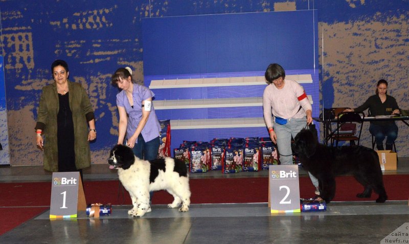 Фото: Бибо Мечтая Черным по Белому, ньюфаундленд Смигар Глен Эллен (Smigar Glen Ellen)