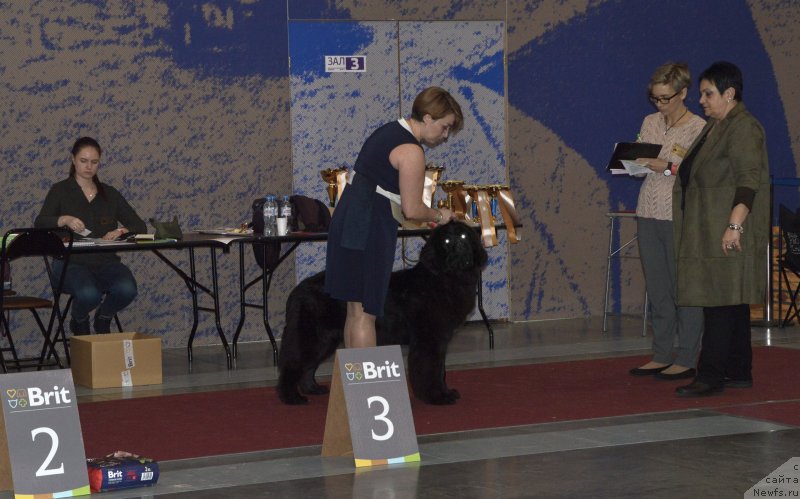 Фото: ньюфаундленд Питерньюф Еаст ор Вест Хоме из Бест (Piternyuf East Or West Home Is Best)