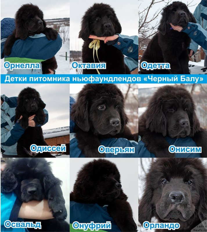 Фотография № 241997