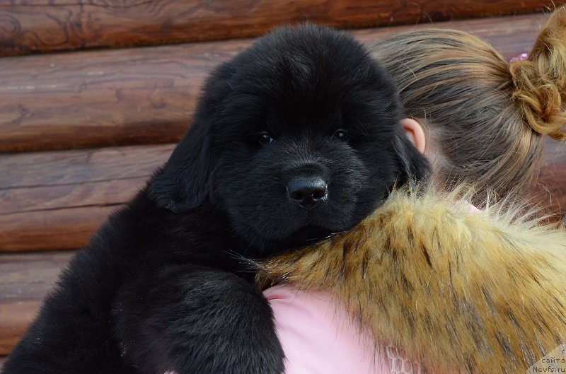 Фотография № 242003