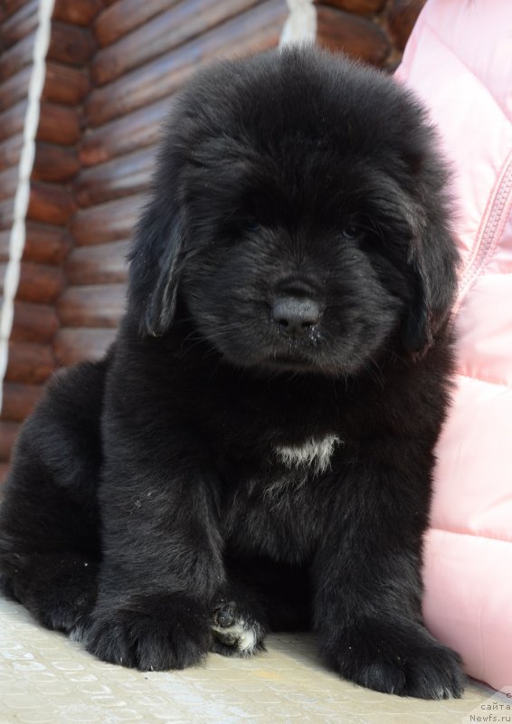 Фотография № 242004