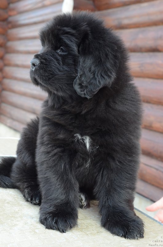 Фотография № 242005