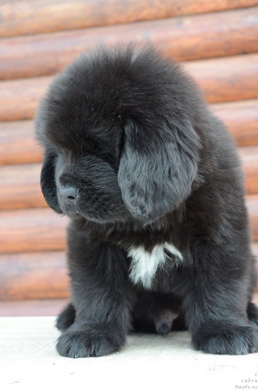 Фотография № 242006