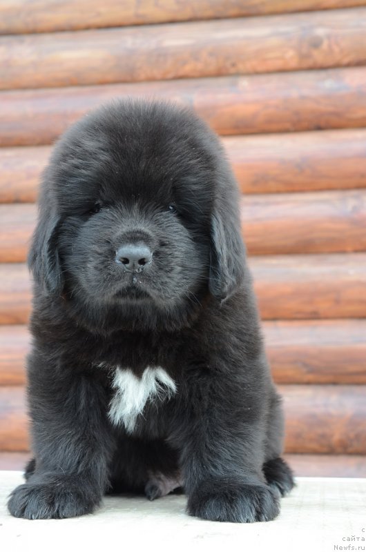 Фотография № 242007