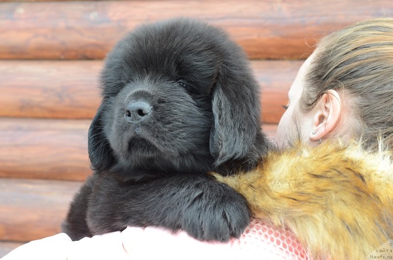 Фотография № 242008