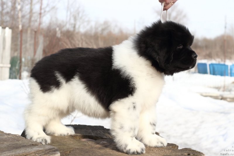 Фото: ньюфаундленд Супер Бизон Малина