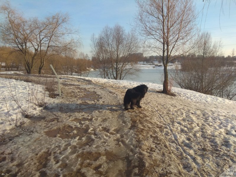 Фото: ньюфаундленд Донатс Прайд Бонни Тайлер