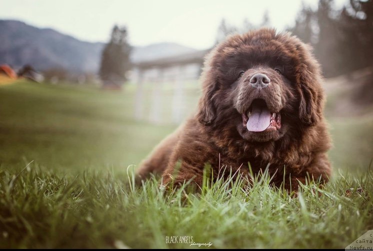 Фотография № 242019