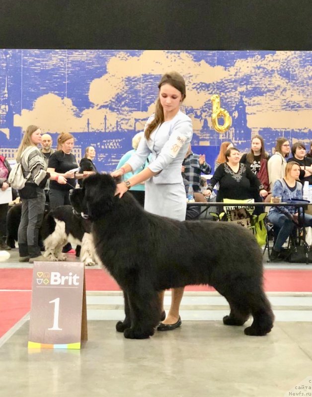 Фото: ньюфаундленд Cristalmar Mixed Emotion at Ursinus Velutus