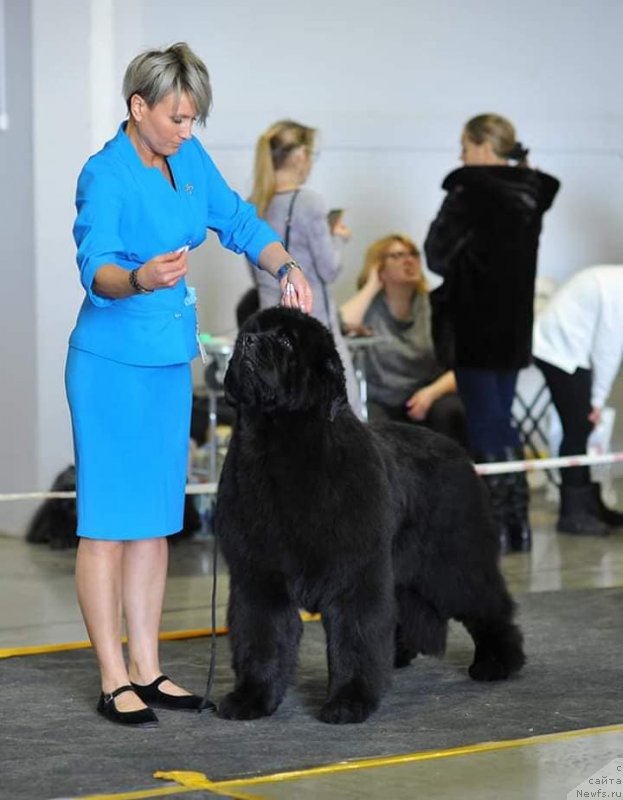 Фото: ньюфаундленд Much Better Kilnioji Sirdis