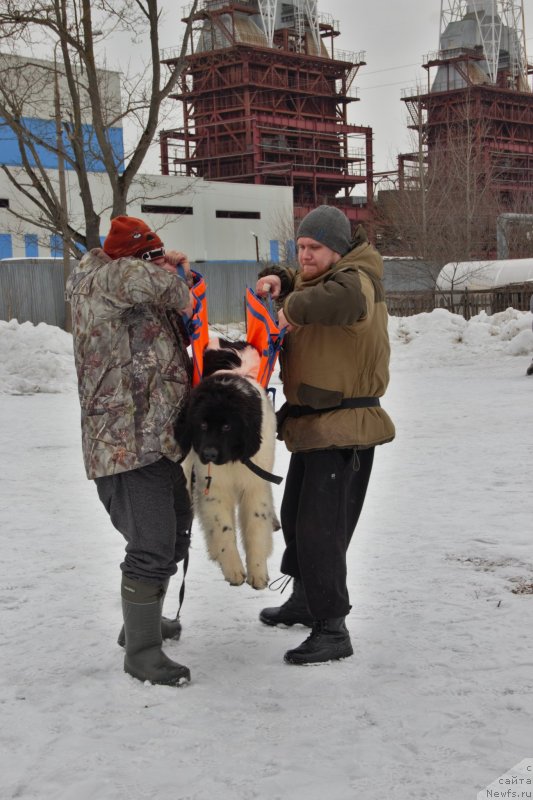 Фотография № 242039