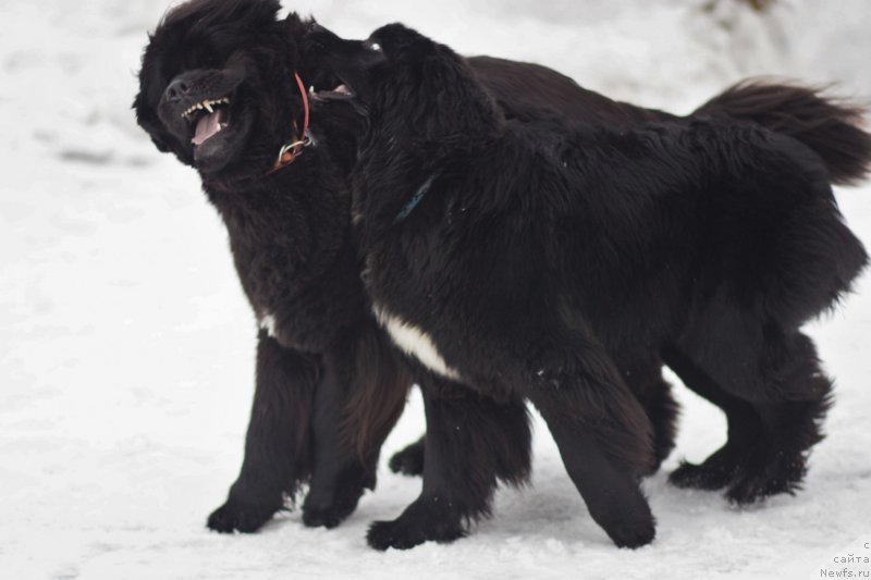 Фотография № 242040