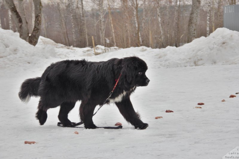 Фото: ньюфаундленд Элис Блюз Перфект Панда (Alis Blues Perfect Panda)