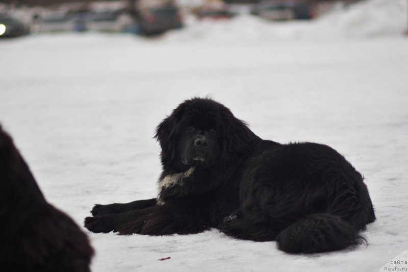 Фото: ньюфаундленд Элис Блюз Перфект Панда (Alis Blues Perfect Panda)