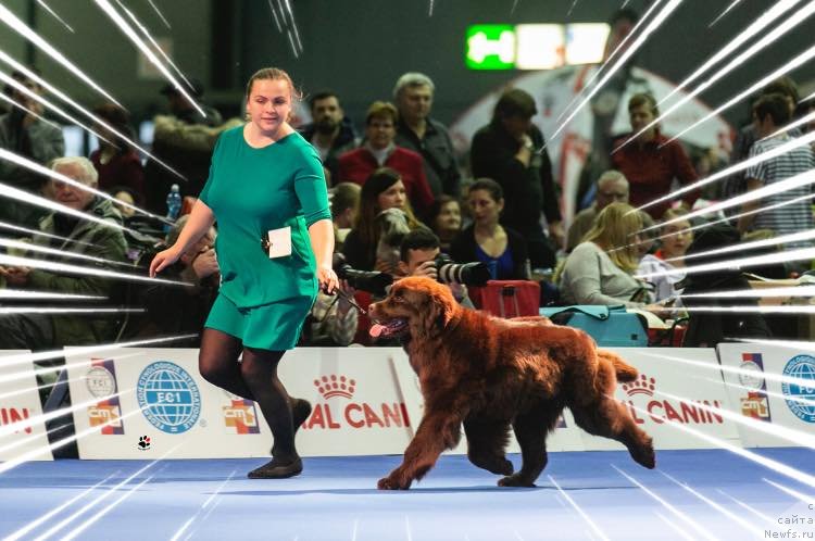 Фото: ньюфаундленд Ньюфорт Овейшен Голди Кнайт