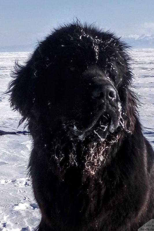 Фото: ньюфаундленд Цинтия из Племени Кедра