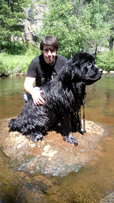 Фото: Артем Атоян, ньюфаундленд Цинтия из Племени Кедра