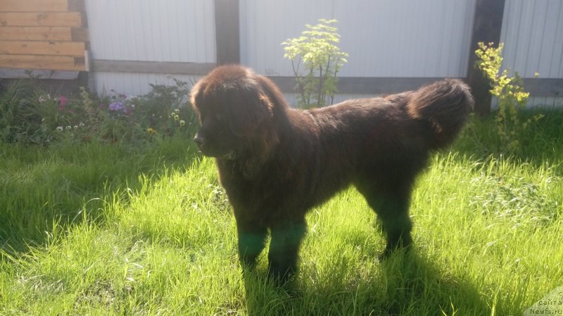 Фото: ньюфаундленд Цинтия из Племени Кедра
