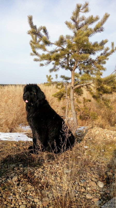 Фото: ньюфаундленд Цинтия из Племени Кедра