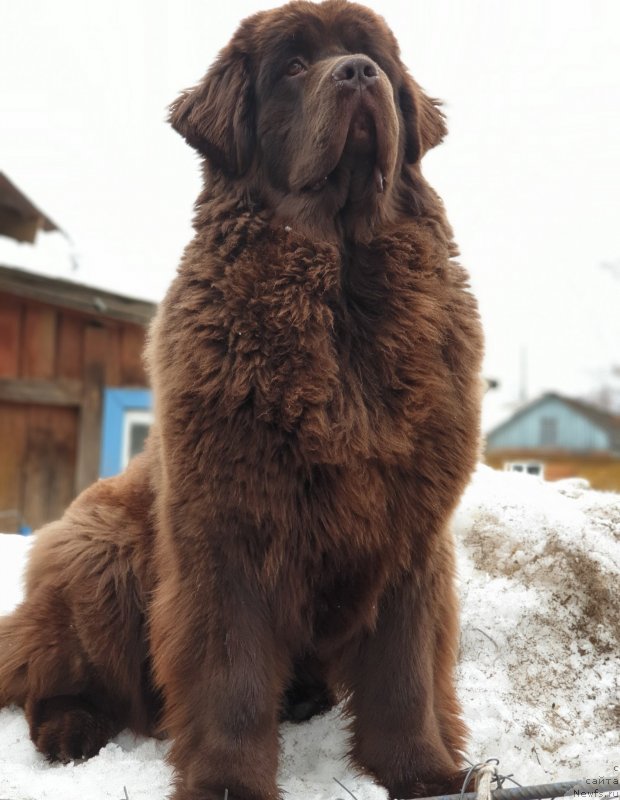 Фото: ньюфаундленд Ханни для Вятских Медведей (Hanni dlya Vyatskikh Medvedey)
