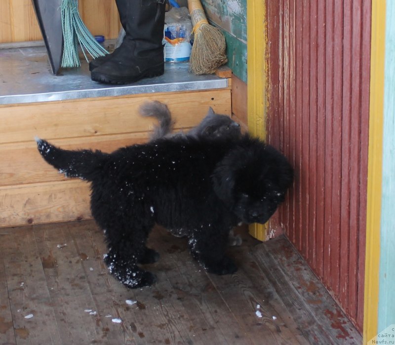 Фото: ньюфаундленд Зевс от Карельских Медведей