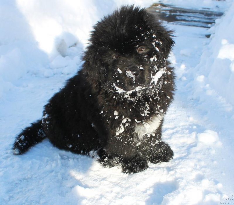 Фото: ньюфаундленд Зевс от Карельских Медведей