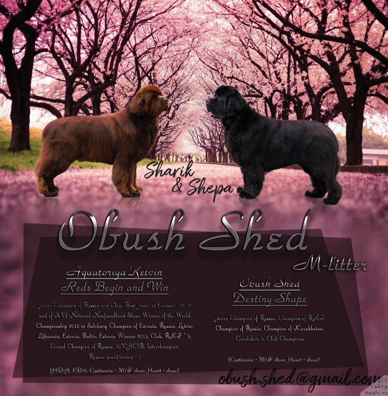 Фото: ньюфаундленд Акватория Келвин Редс Бегин энд Вин (Aquatoriya Kelvin Reds Begin and Win), ньюфаундленд Обуш Шед Дестини Шейп (Obush Shed Destiny Shape)