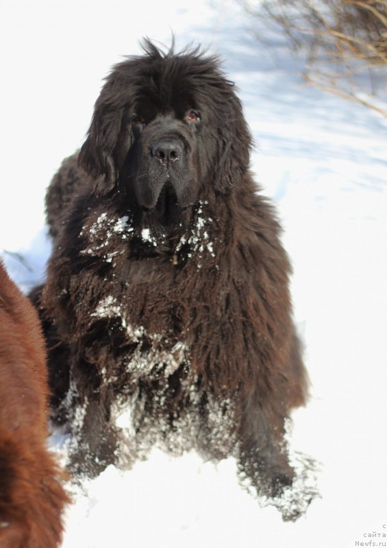 Фото: ньюфаундленд Обуш Шед Дестини Шейп (Obush Shed Destiny Shape)