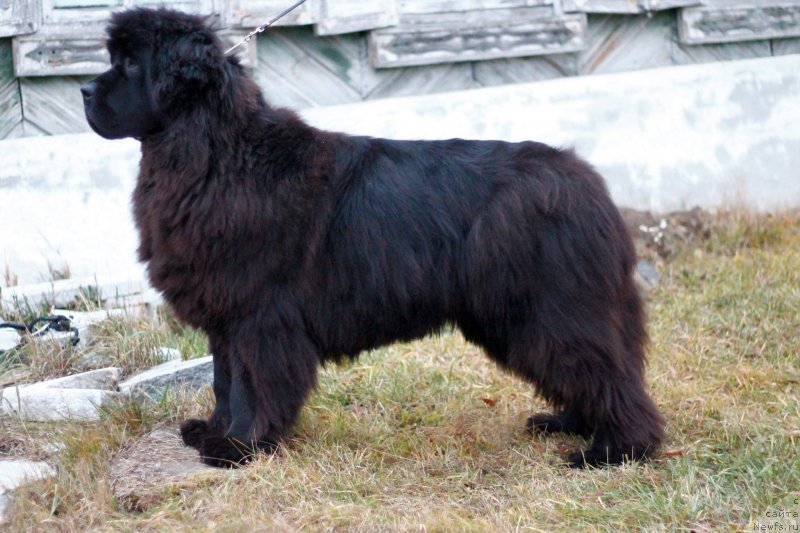 Фото: ньюфаундленд Обуш Шед Дестини Шейп (Obush Shed Destiny Shape)