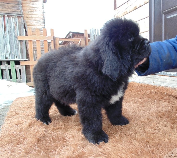 Фото: ньюфаундленд Зена от Карельских Медведей