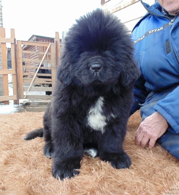 Фото: ньюфаундленд Зена от Карельских Медведей