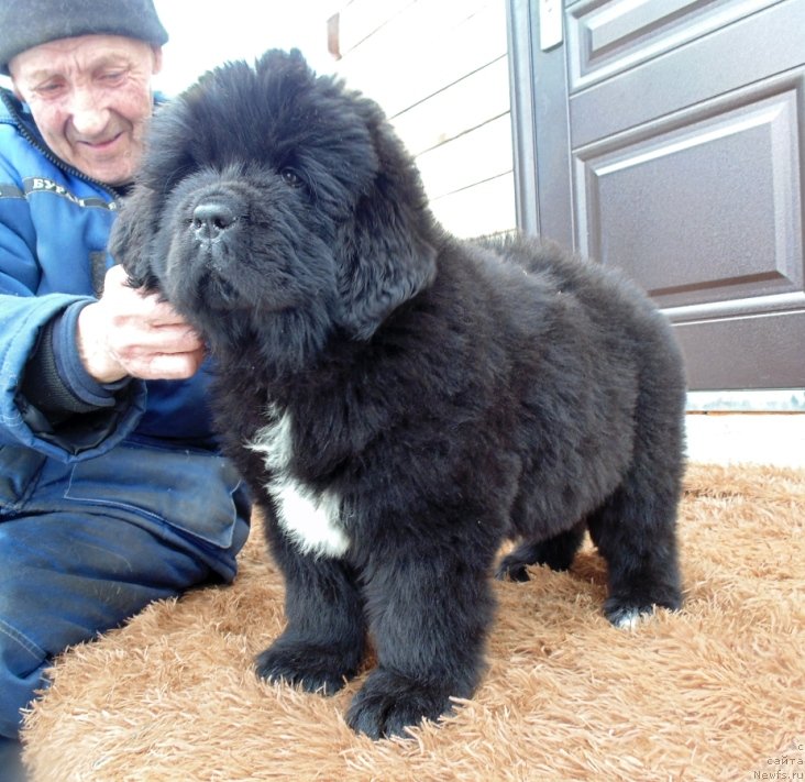 Фото: ньюфаундленд Зена от Карельских Медведей