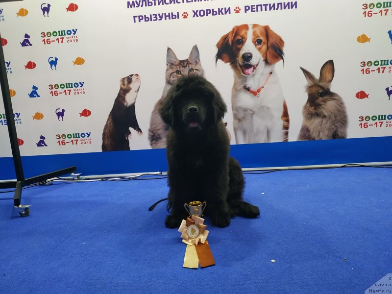 Фото: ньюфаундленд Океан Мечты Амбассадор (Okean Mechty Ambassador)