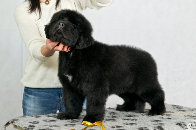 Фото: ньюфаундленд Океан Мечты Амбассадор (Okean Mechty Ambassador)