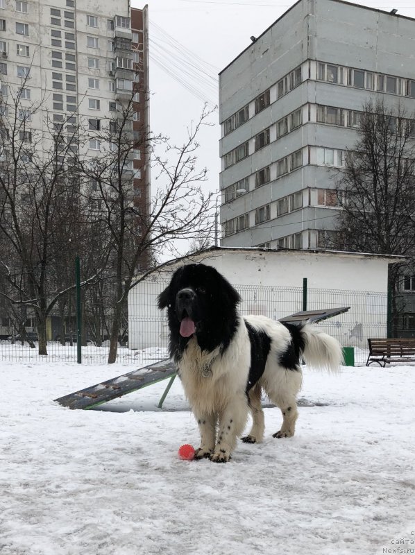 Фото: ньюфаундленд Адонис Ла Флёр