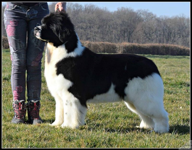 Фото: ньюфаундленд Аквиан Сонг Хевен Сент ат Оукая Форевер