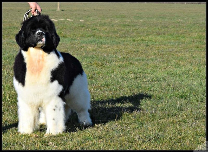 Фото: ньюфаундленд Аквиан Сонг Хевен Сент ат Оукая Форевер