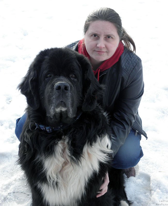 Фото: Алла Тузкова, ньюфаундленд Старбимовлав Гардемарин