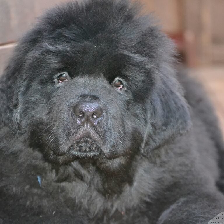 Фото: Щенок, ньюфаундленд Сент Джонс Эксклюзив (Sent Djons Exclusive), ньюфаундленд Акватория Келвин Шарлиз (Aquatoriya Kelvin Sharliz)