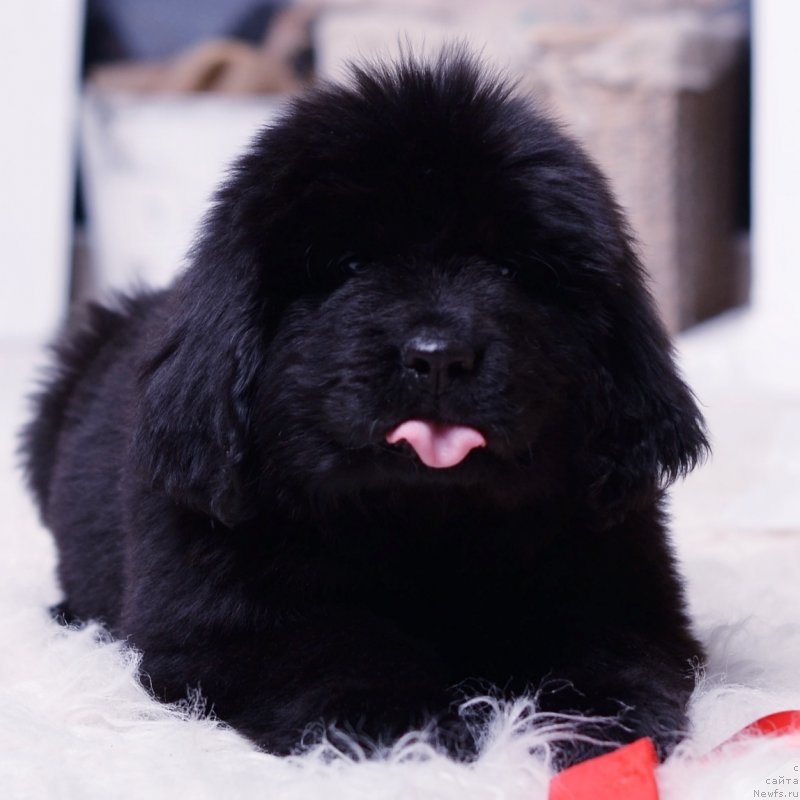 Фото: ньюфаундленд Нежная Карамелька Фиона (Nezhnaya Karamelka Fiona)