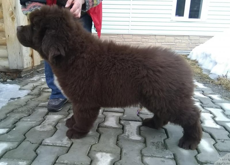 Фото: ньюфаундленд Супер Бизон Чемберлен