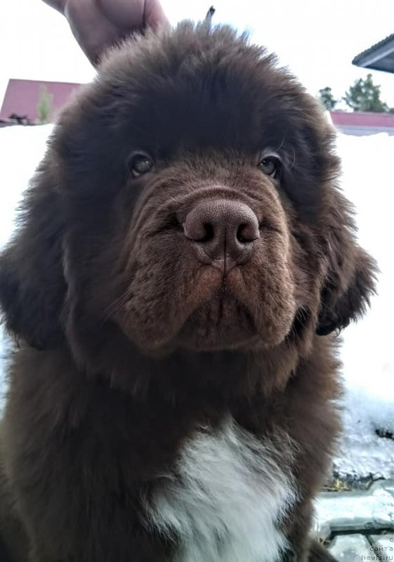 Фото: ньюфаундленд Супер Бизон Чемберлен