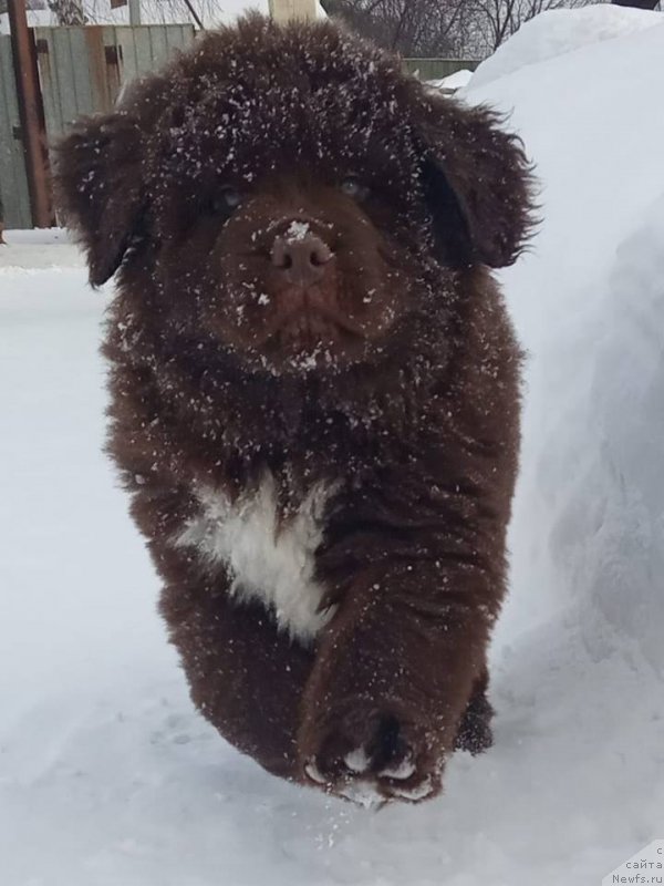 Фото: ньюфаундленд Супер Бизон Чемберлен