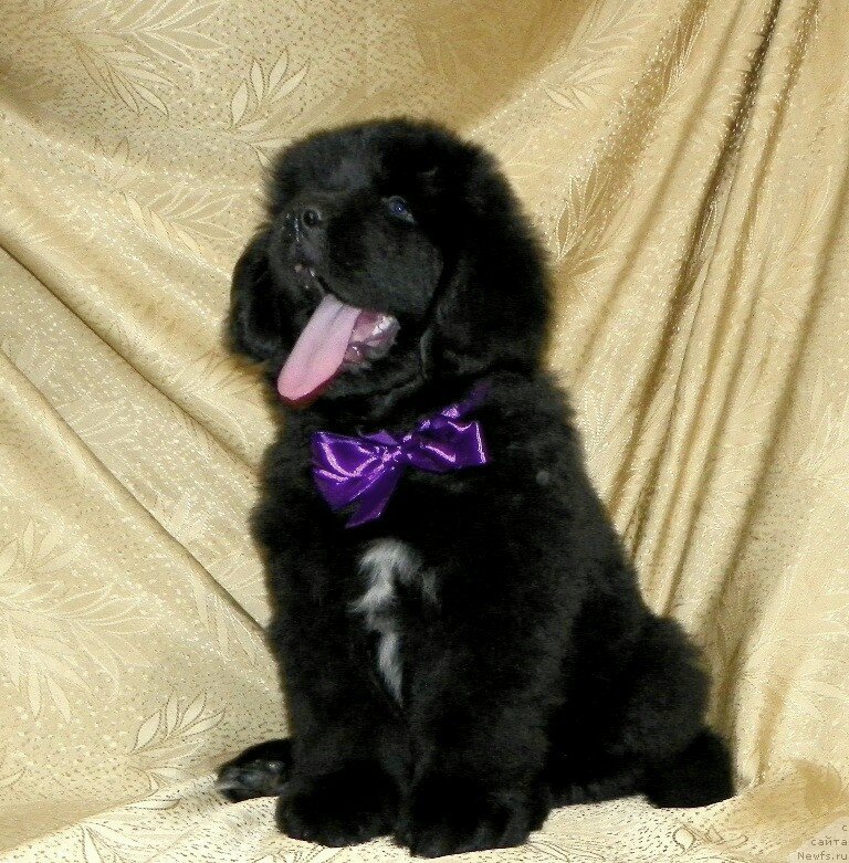 Фото: ньюфаундленд Май Френд Ньюфи Лавендэ Палм (May Frend Newfy Lavender Palm)