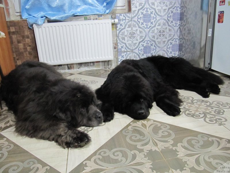 Фото: ньюфаундленд Дюрбахлер Клаб Альфаретта Виньетта, ньюфаундленд Риччи с Берега Дона (Richchi s Berega Dona)