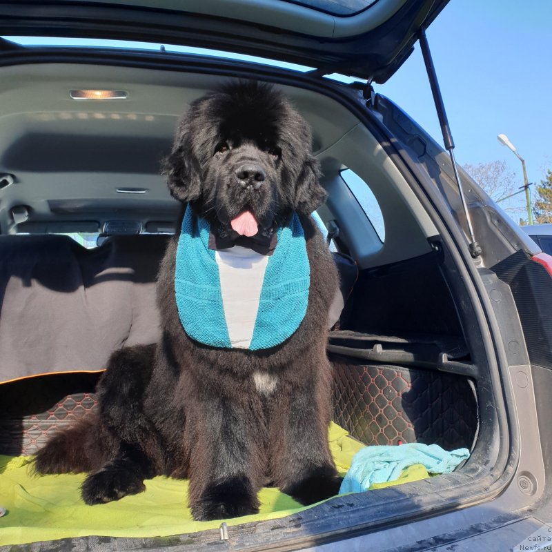 Фото: ньюфаундленд Акватория Келвин Навигатор (Aquatoriya Kelvin Navigator)