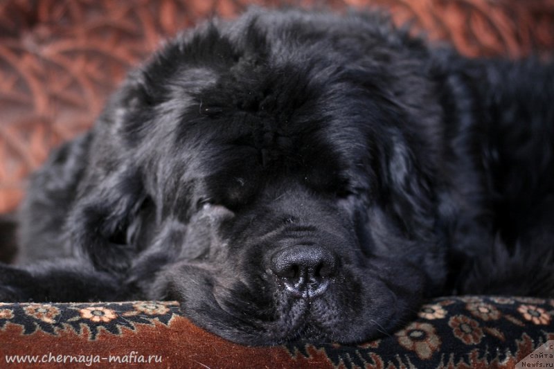 Фото: ньюфаундленд Черная Мафия Муст Хаве (Chernaya Mafia Must Have)
