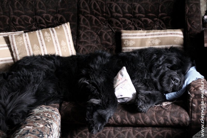 Фото: ньюфаундленд Черная Мафия Муст Хаве (Chernaya Mafia Must Have)